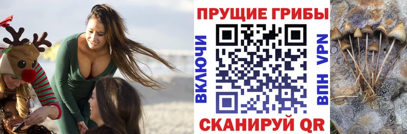 Псилоцибиновые грибы Psilocybe  OMG   Котово 